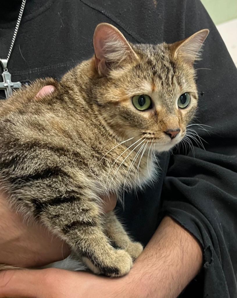 Cleo, Adoptable, Adult Female Domestic Short Hair.