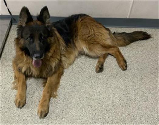 BOWZER, a Adoptable mixed breed in Visalia, CA image 1/2