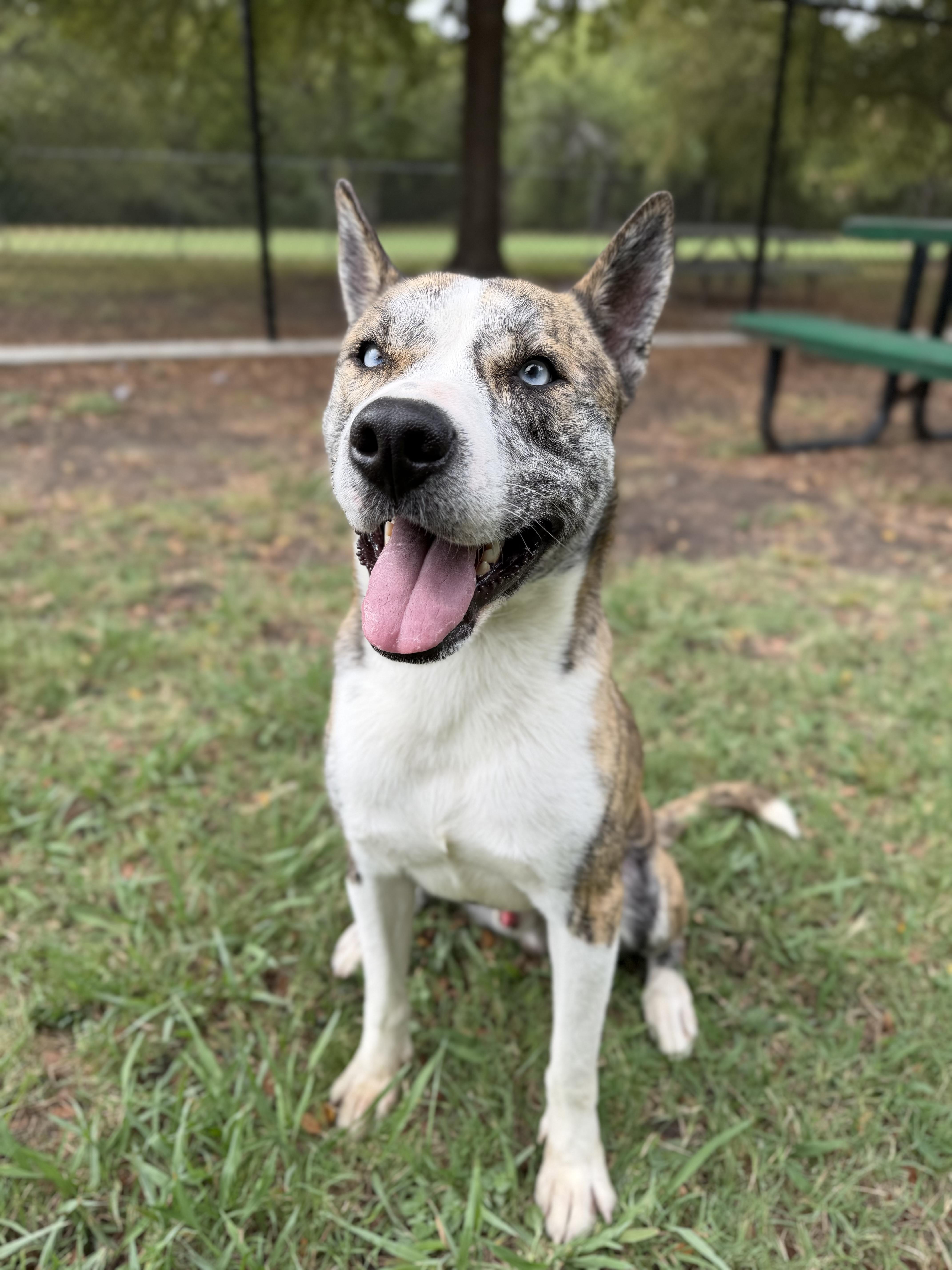 Enlarge Stanley A2026434, a Adoptable mixed breed in Sherman, TX image 3/6