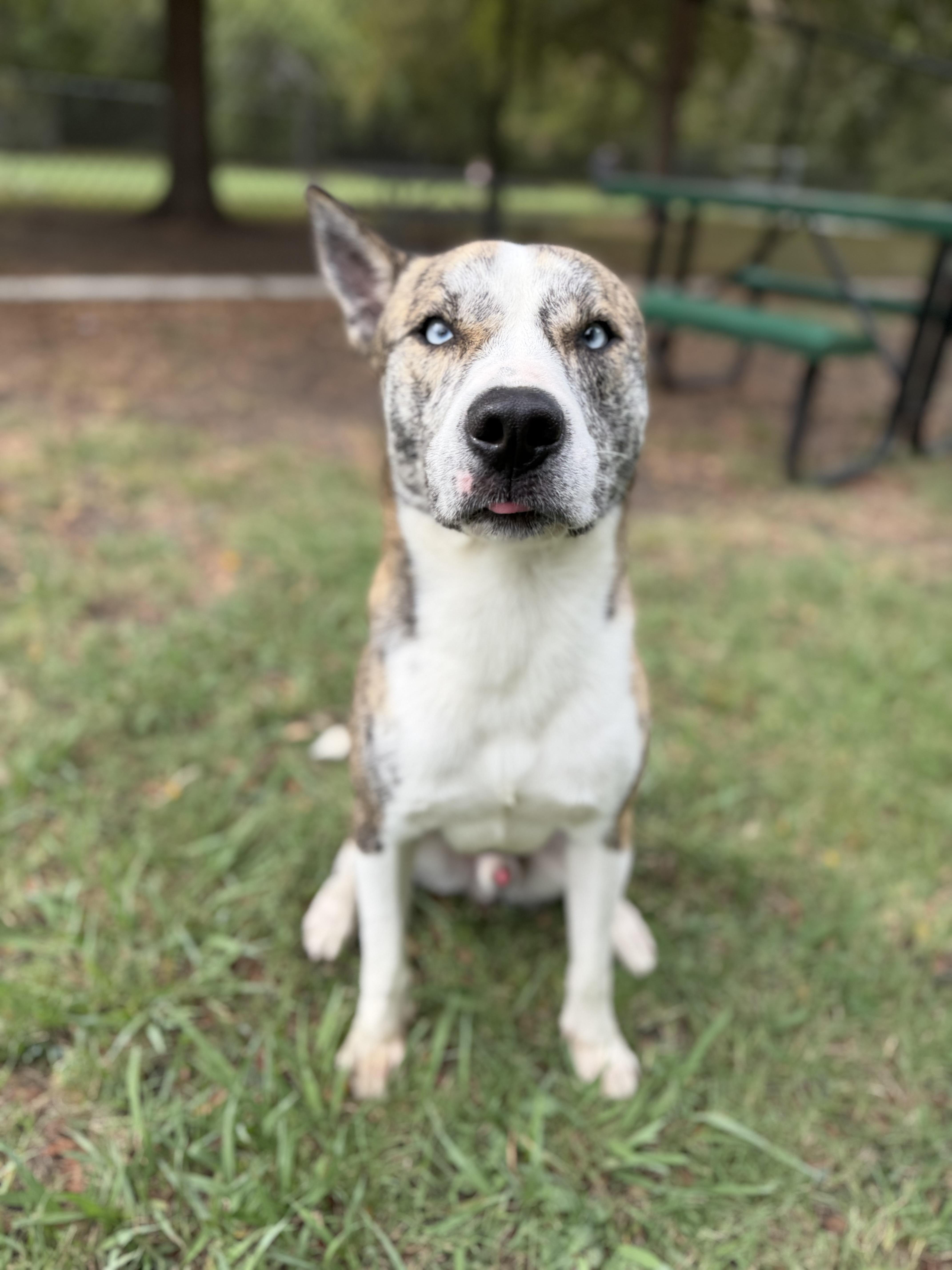 Enlarge Stanley A2026434, a Adoptable mixed breed in Sherman, TX image 2/6