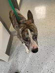 Stanley A2026434, Adoptable, Adult Male Mixed Breed.