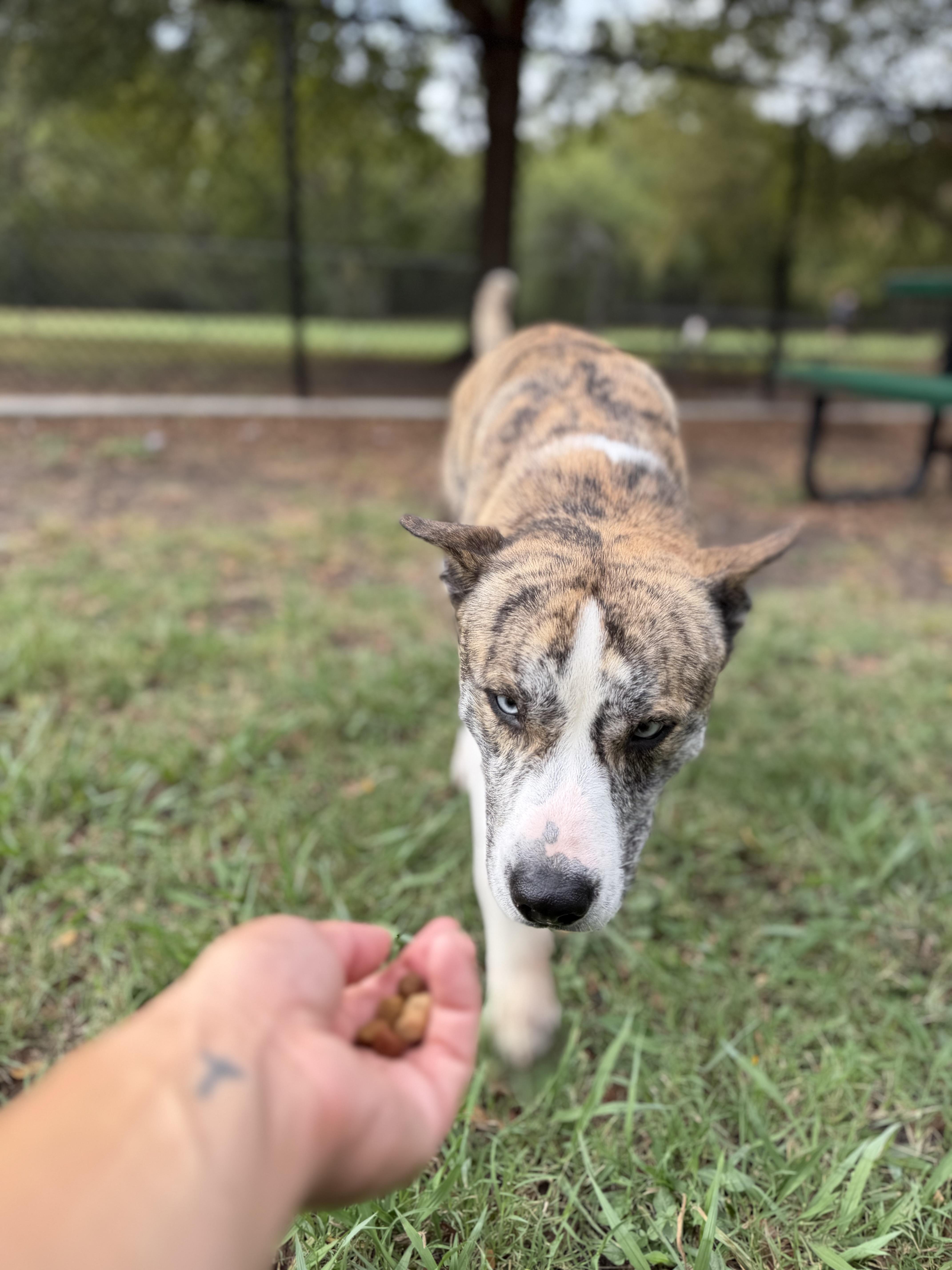 Enlarge Stanley A2026434, a Adoptable mixed breed in Sherman, TX image 4/6