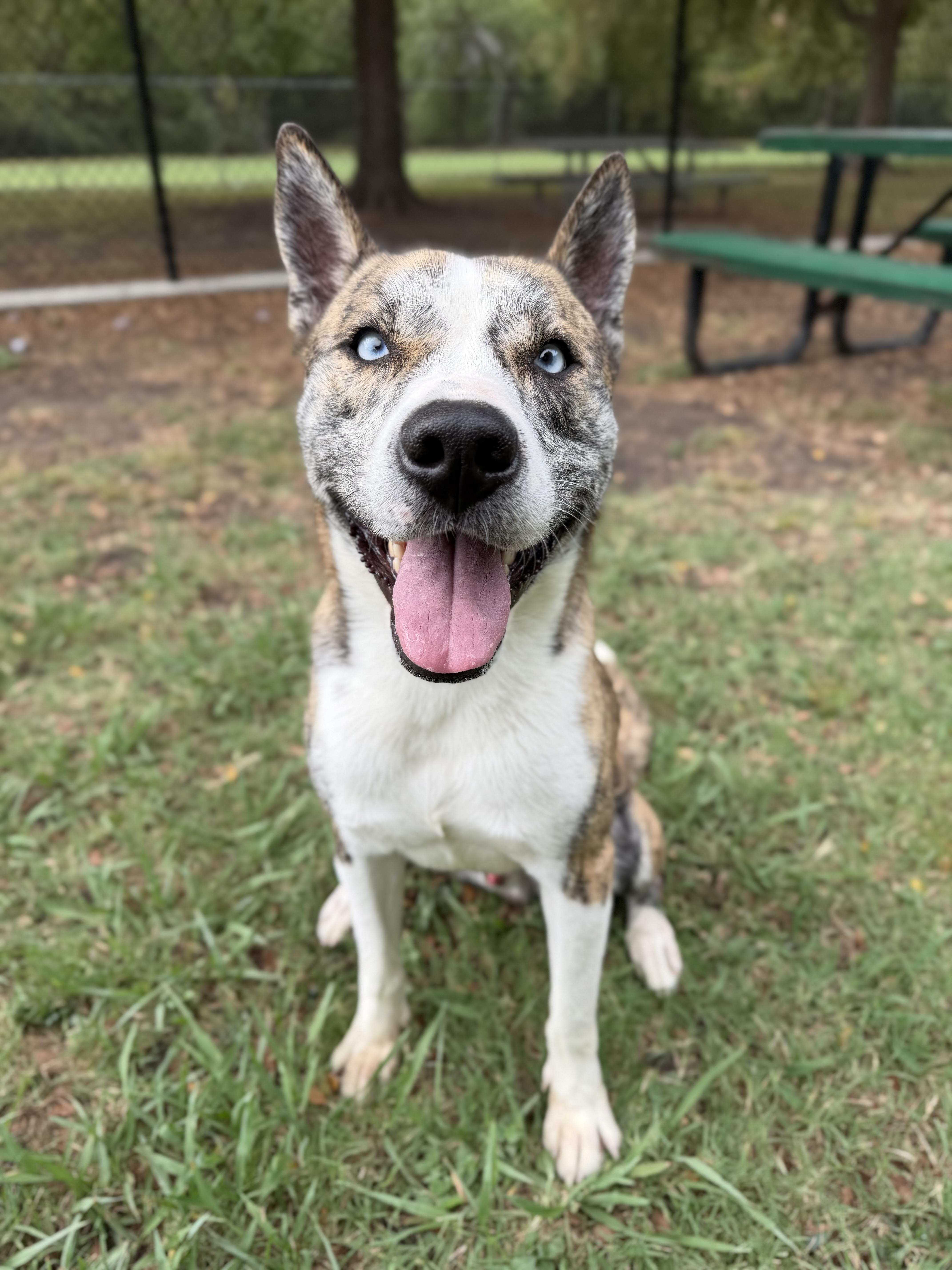 Enlarge Stanley A2026434, a Adoptable mixed breed in Sherman, TX image 1/6