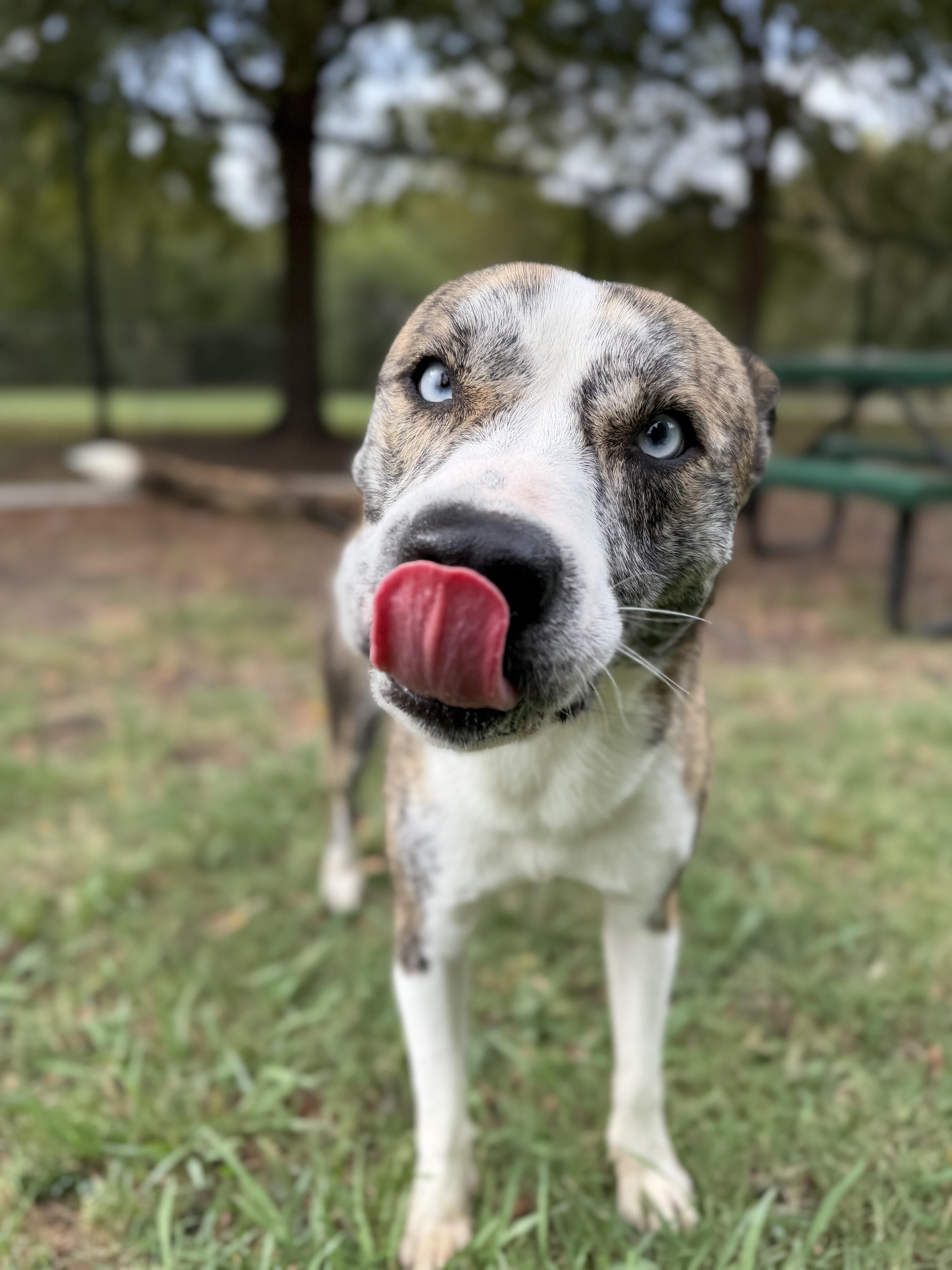Enlarge Stanley A2026434, a Adoptable mixed breed in Sherman, TX image 5/6