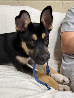 Enlarge Opie, a Adoptable mixed breed in Henderson, TX image 3/4