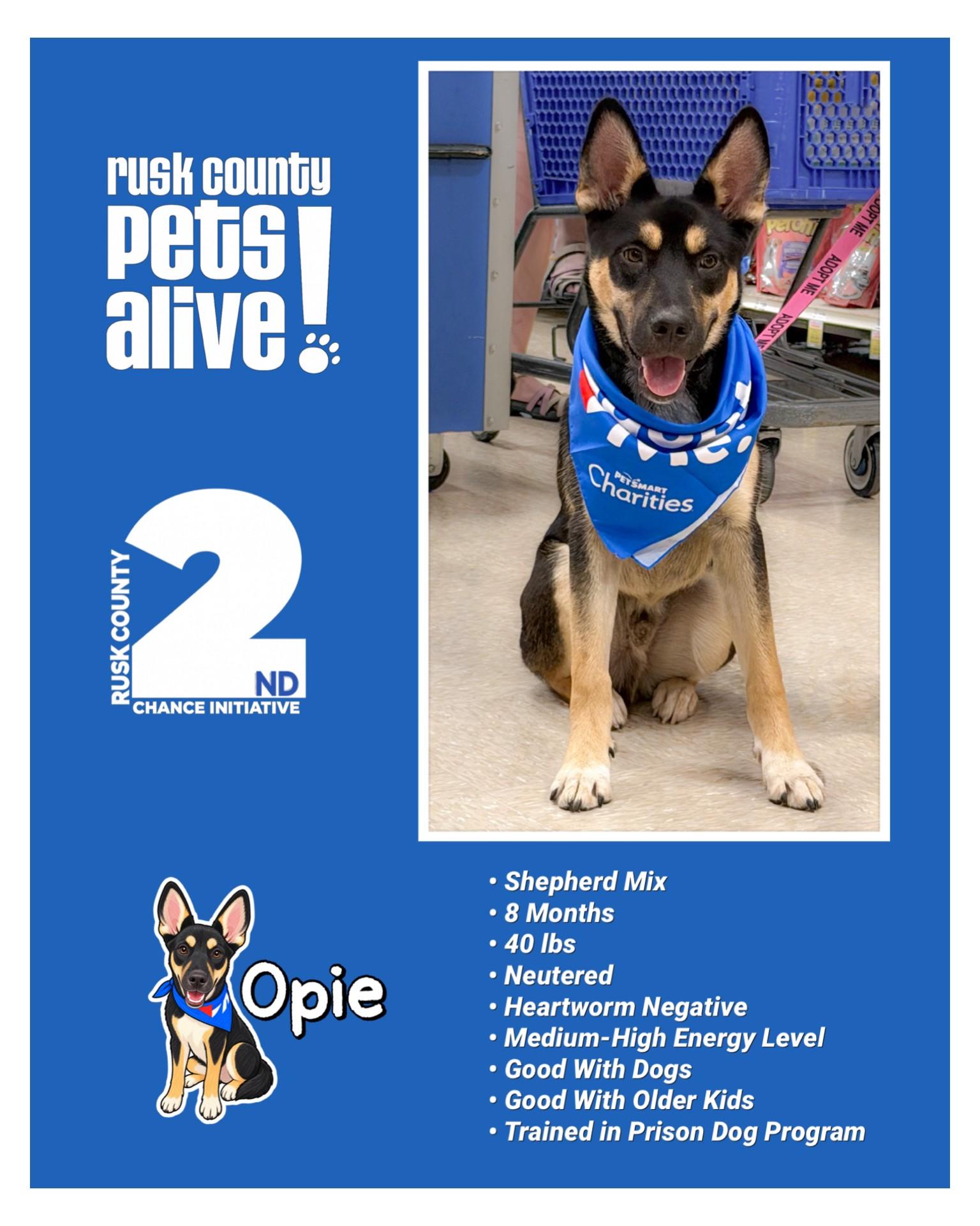Enlarge Opie, a Adoptable mixed breed in Henderson, TX image 4/4