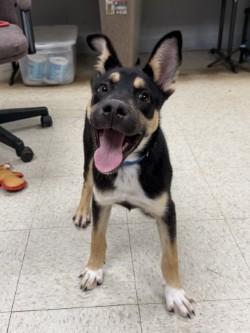 Enlarge Opie, a Adoptable mixed breed in Henderson, TX image 2/4