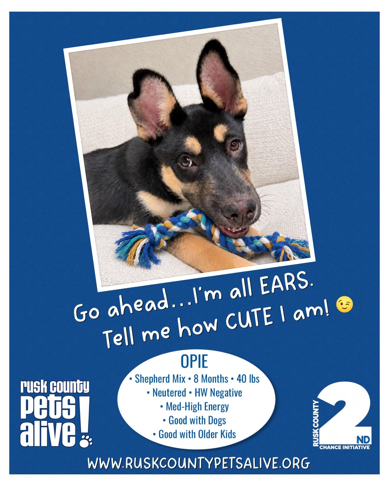 Enlarge Opie, a Adoptable mixed breed in Henderson, TX image 1/4