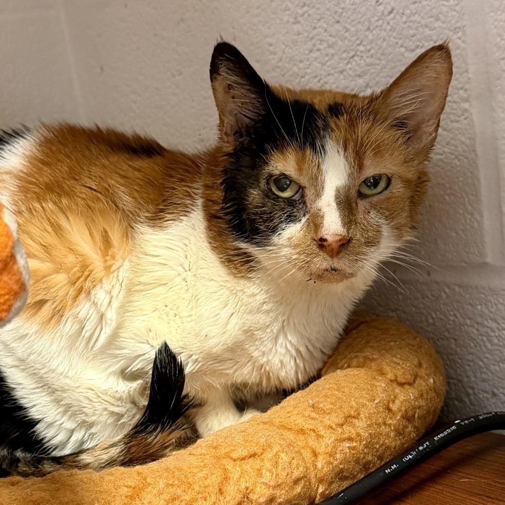 London, Adoptable, Senior Female Domestic Short Hair.