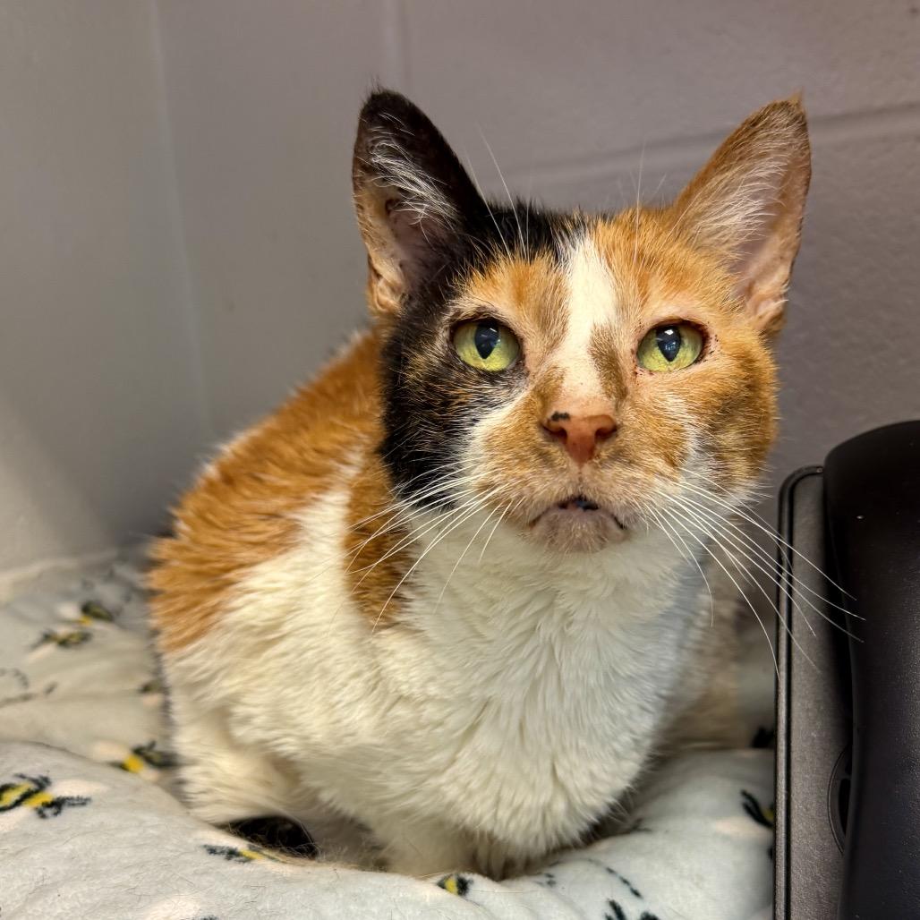 London, a Adoptable Domestic Short Hair in Middleburg Heights , OH image 2/6