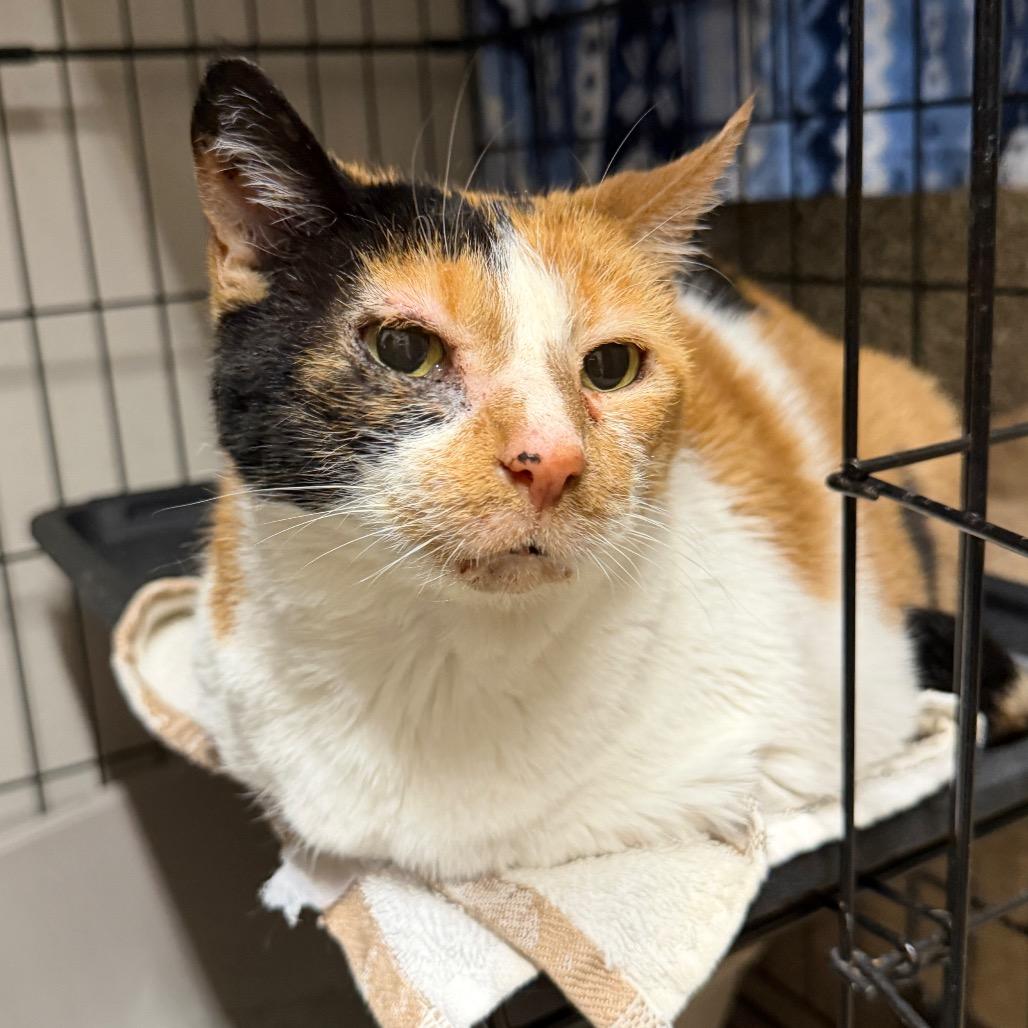 London, a Adoptable Domestic Short Hair in Middleburg Heights , OH image 3/6