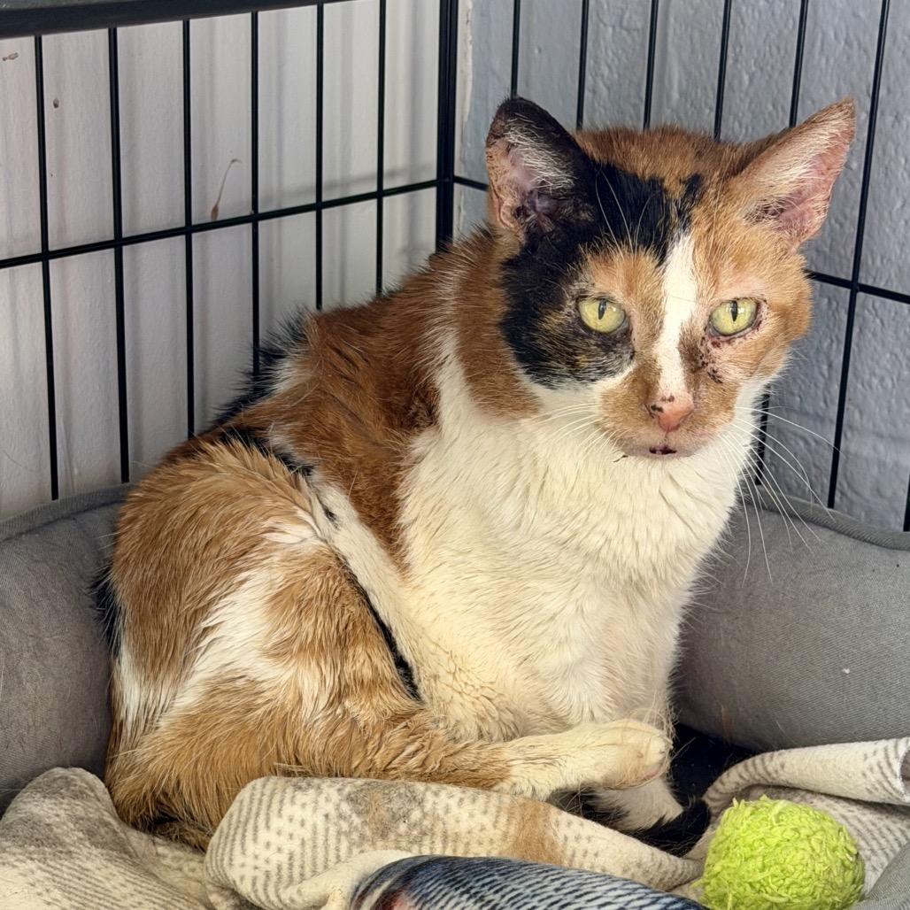 London, a Adoptable Domestic Short Hair in Middleburg Heights , OH image 4/6