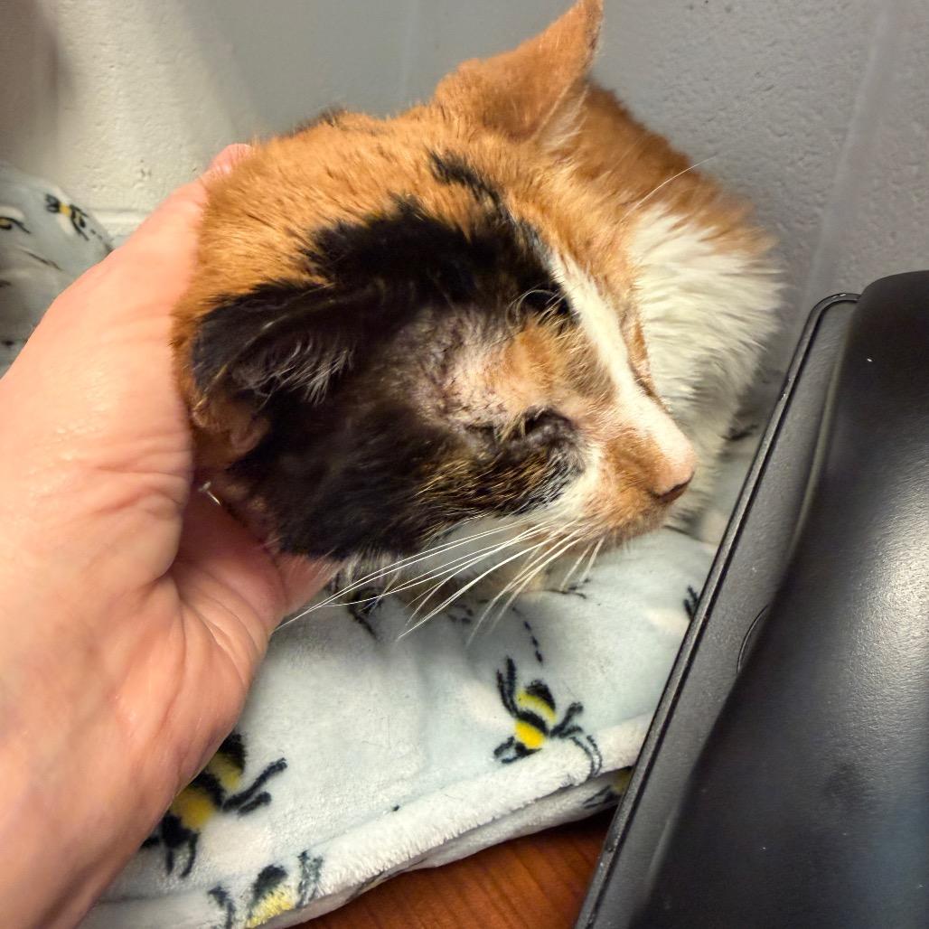 London, a Adoptable Domestic Short Hair in Middleburg Heights , OH image 5/6