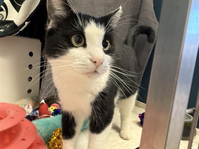 MINERVA, Adoptable, Young Female Domestic Short Hair.