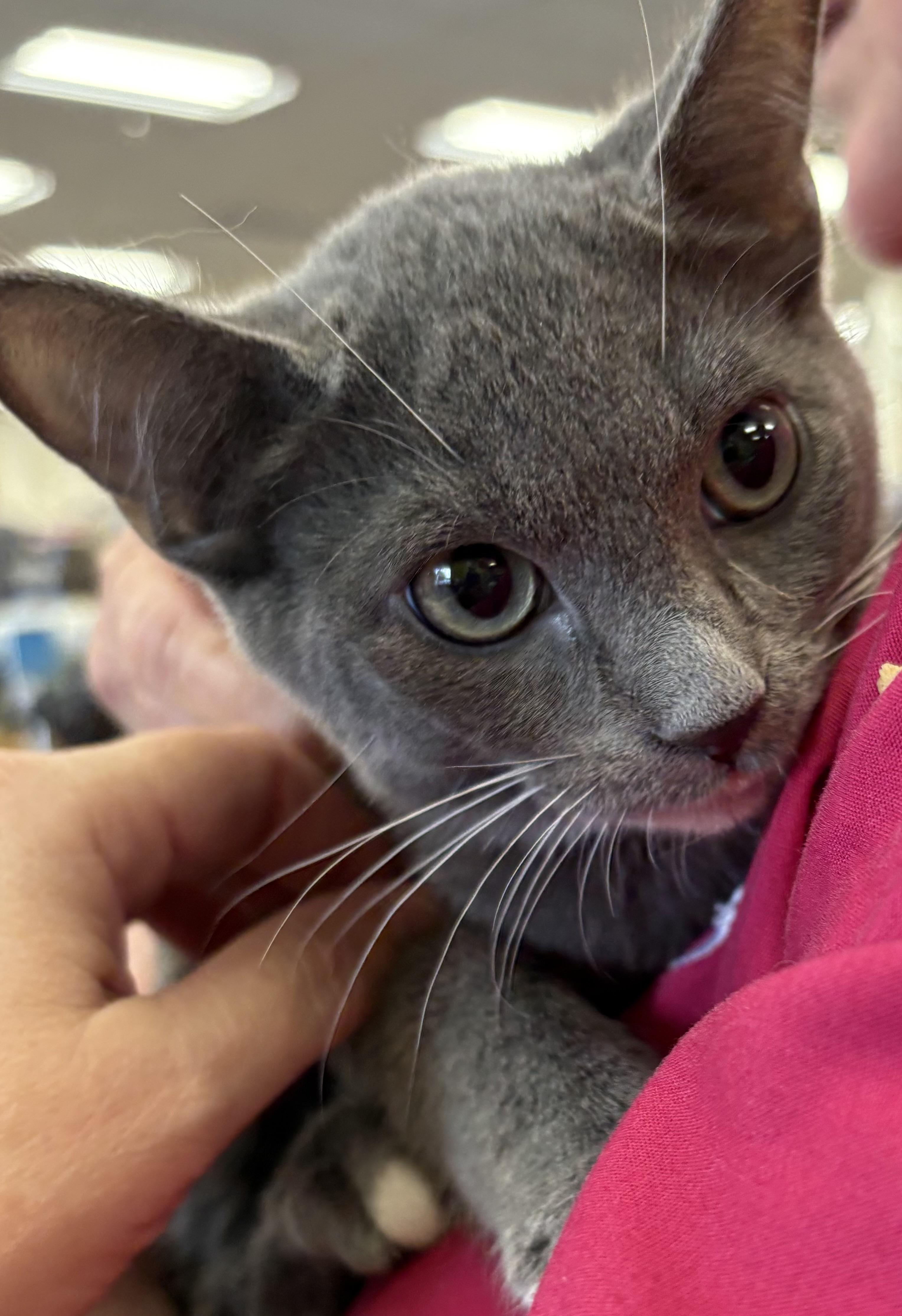 Chief, Baby Male Domestic Short Hair