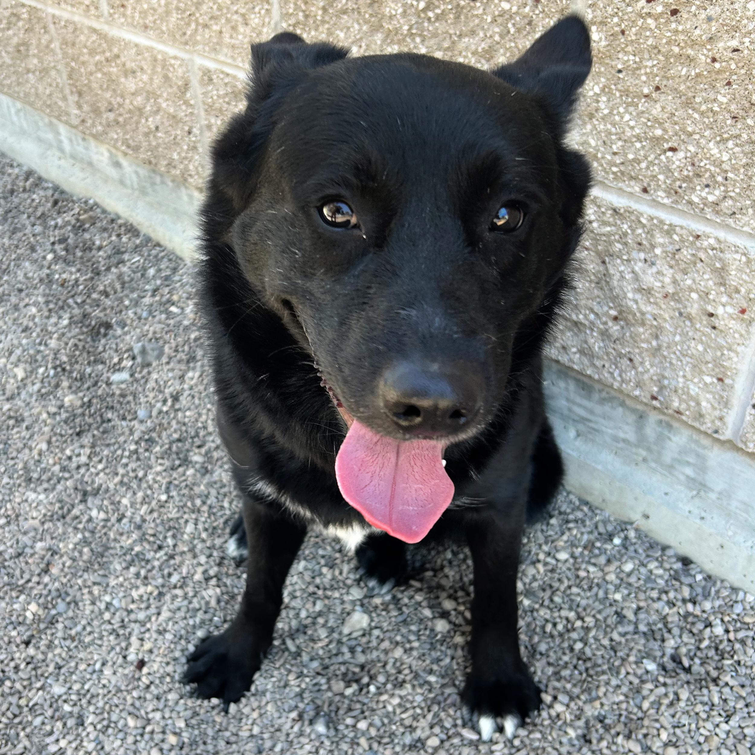 Tallulah, an adopted mixed breed in Lindon, UT image 4/6