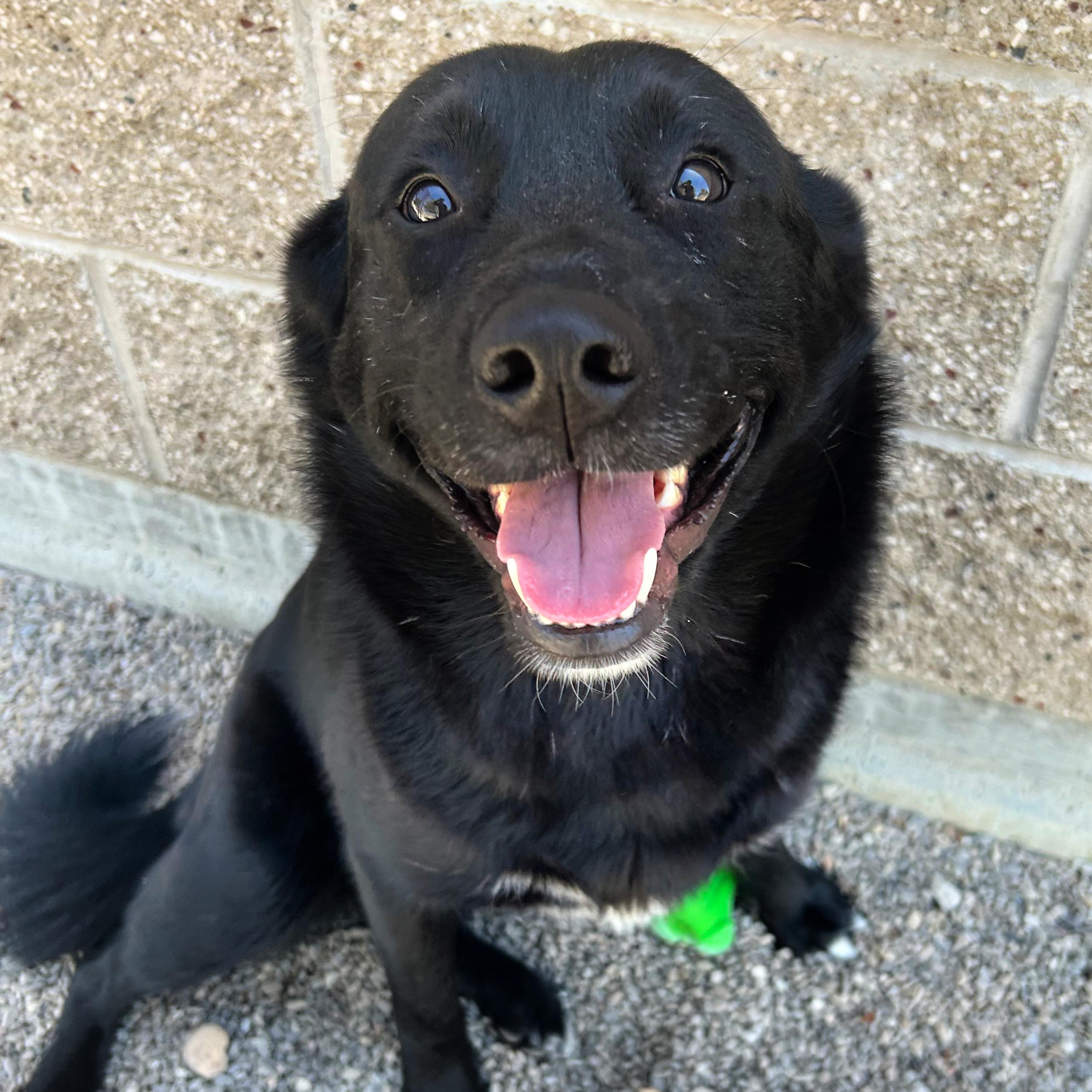Tallulah, an adopted mixed breed in Lindon, UT image 2/6