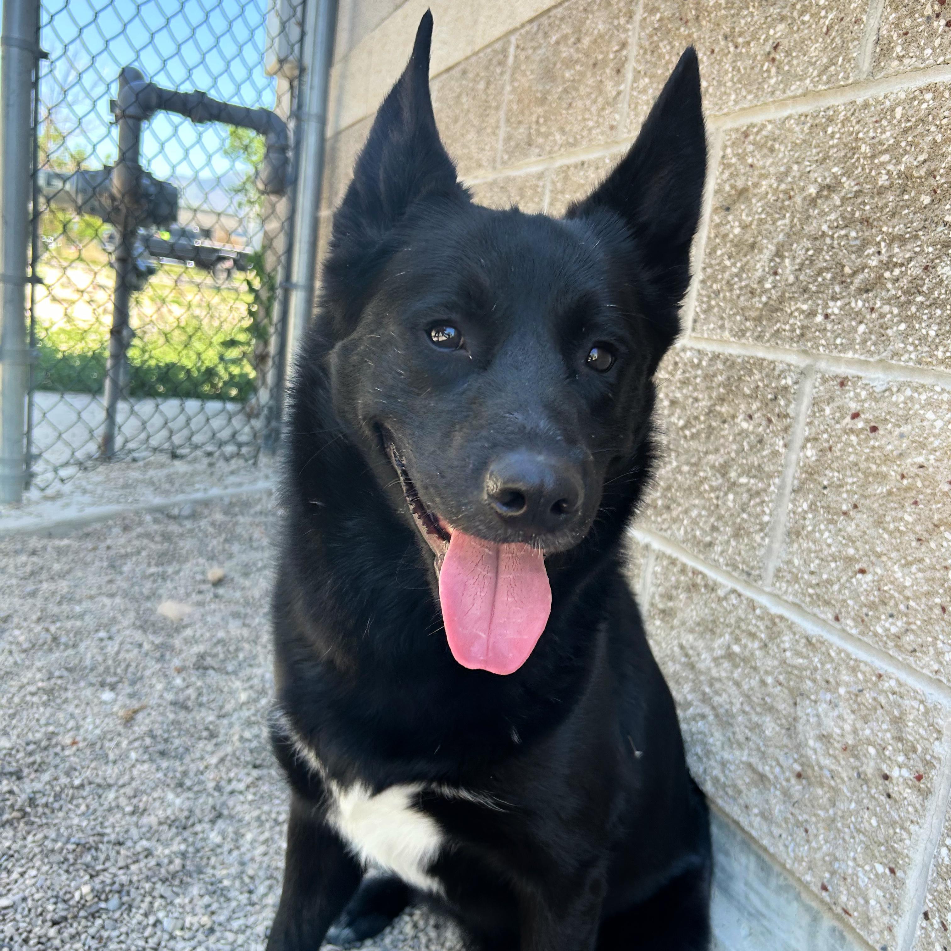 Tallulah, adopted, Adult Female Australian Kelpie.