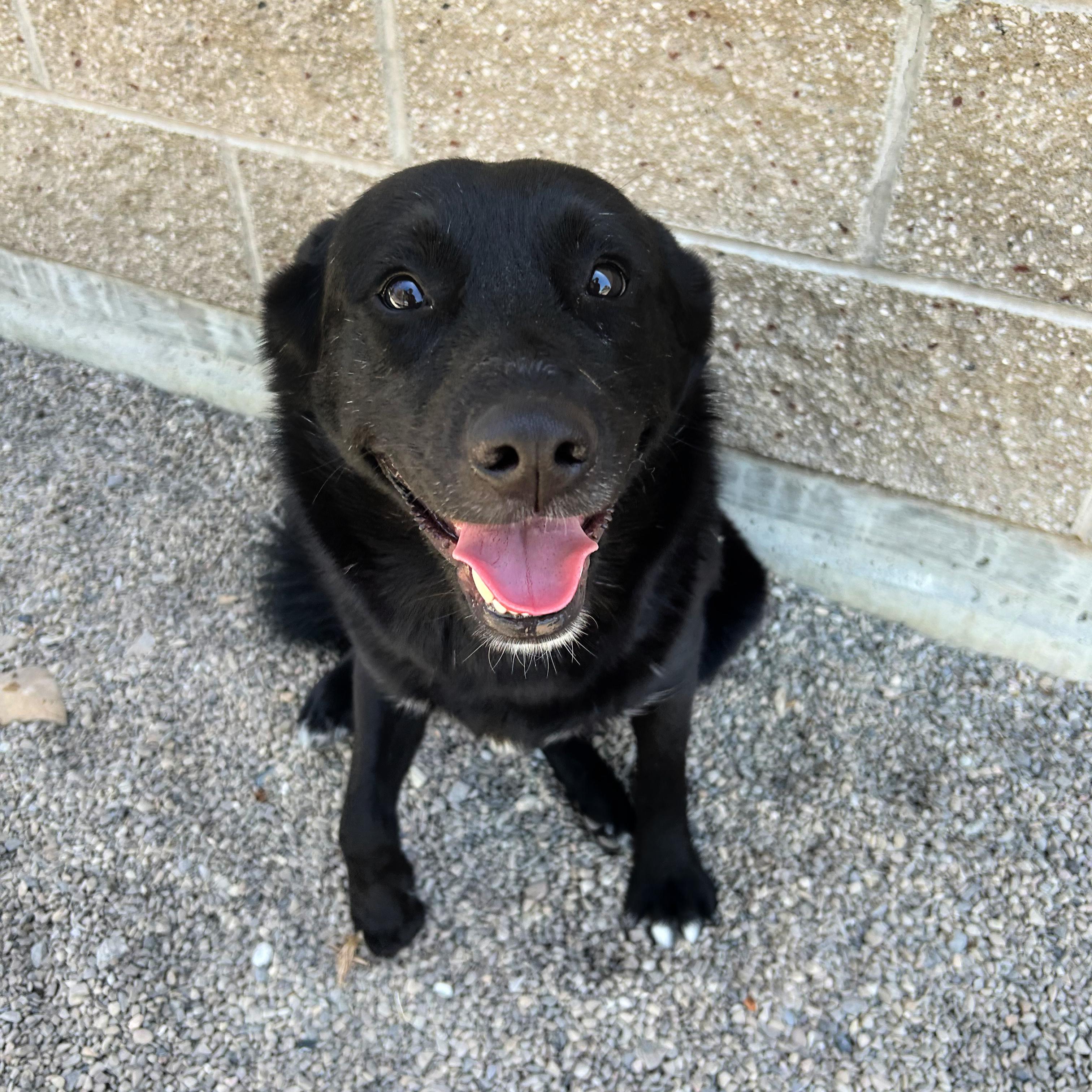 Tallulah, an adopted mixed breed in Lindon, UT image 3/6