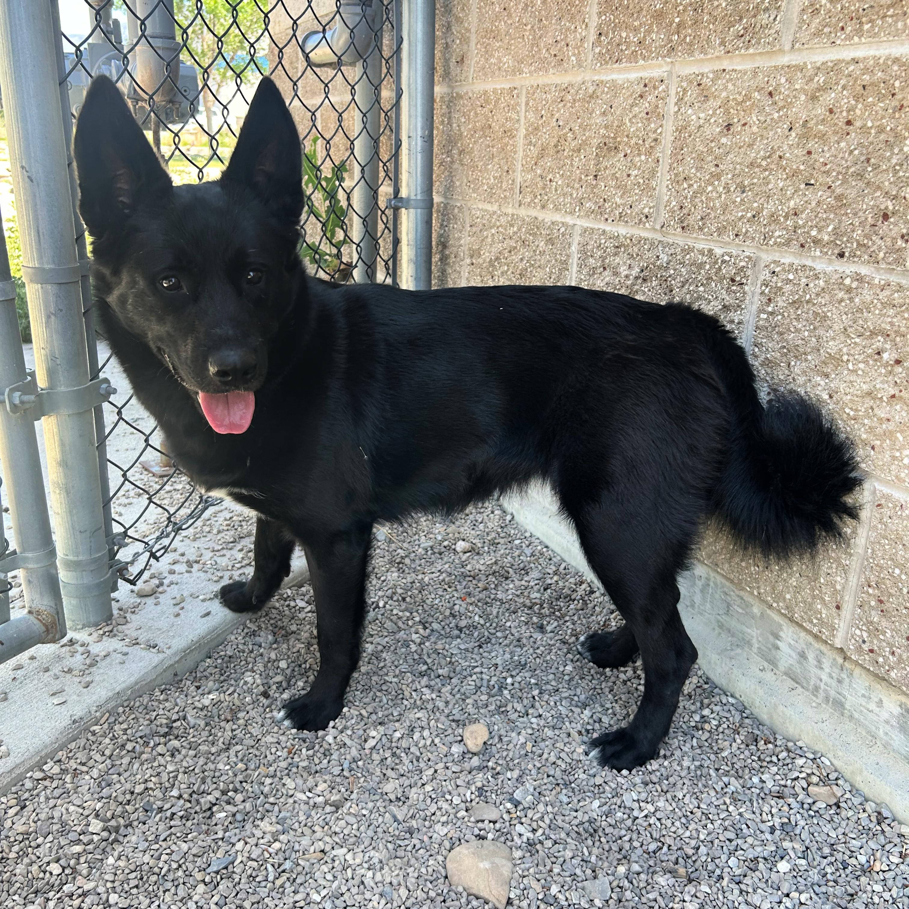 Tallulah, an adopted mixed breed in Lindon, UT image 6/6
