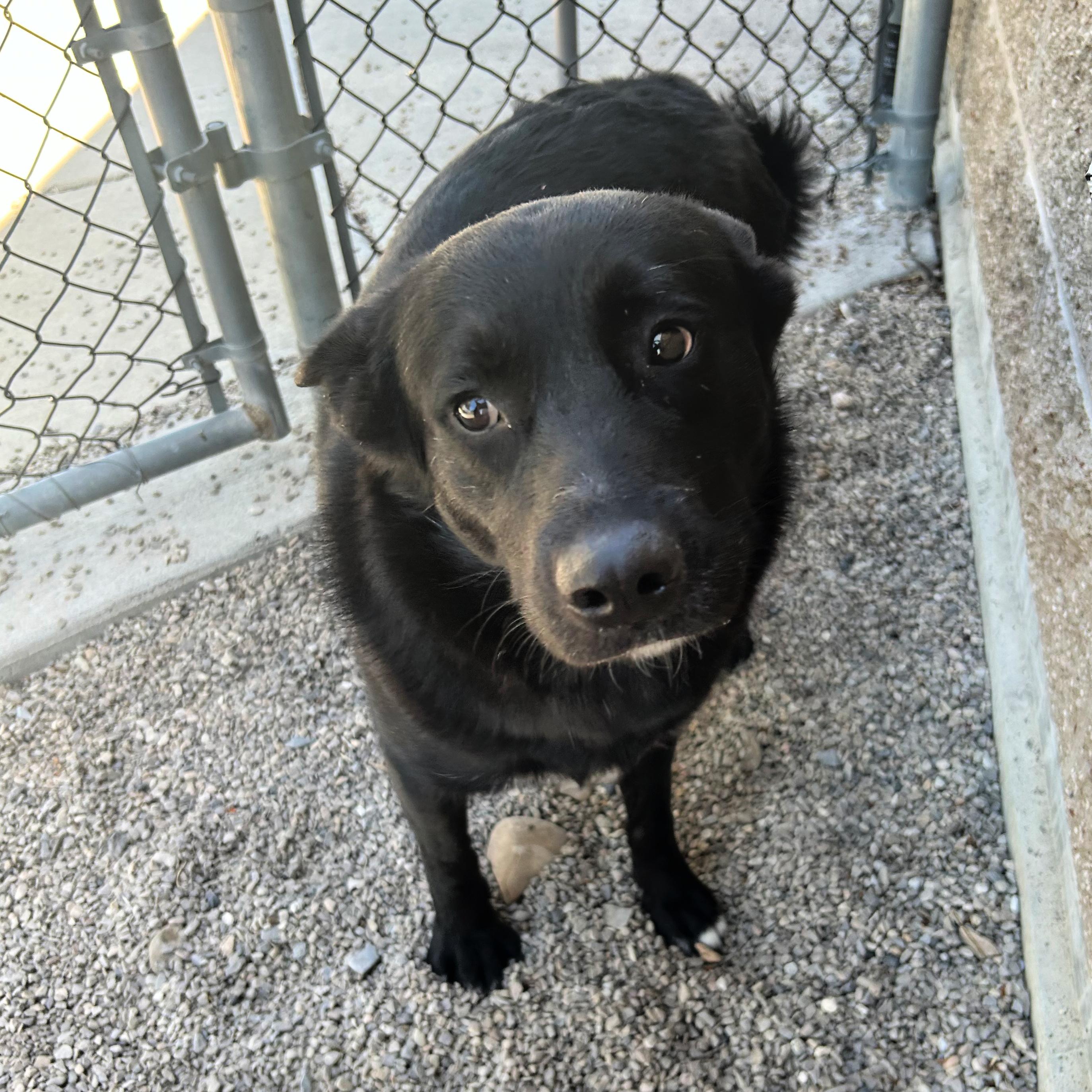 Tallulah, an adopted mixed breed in Lindon, UT image 5/6