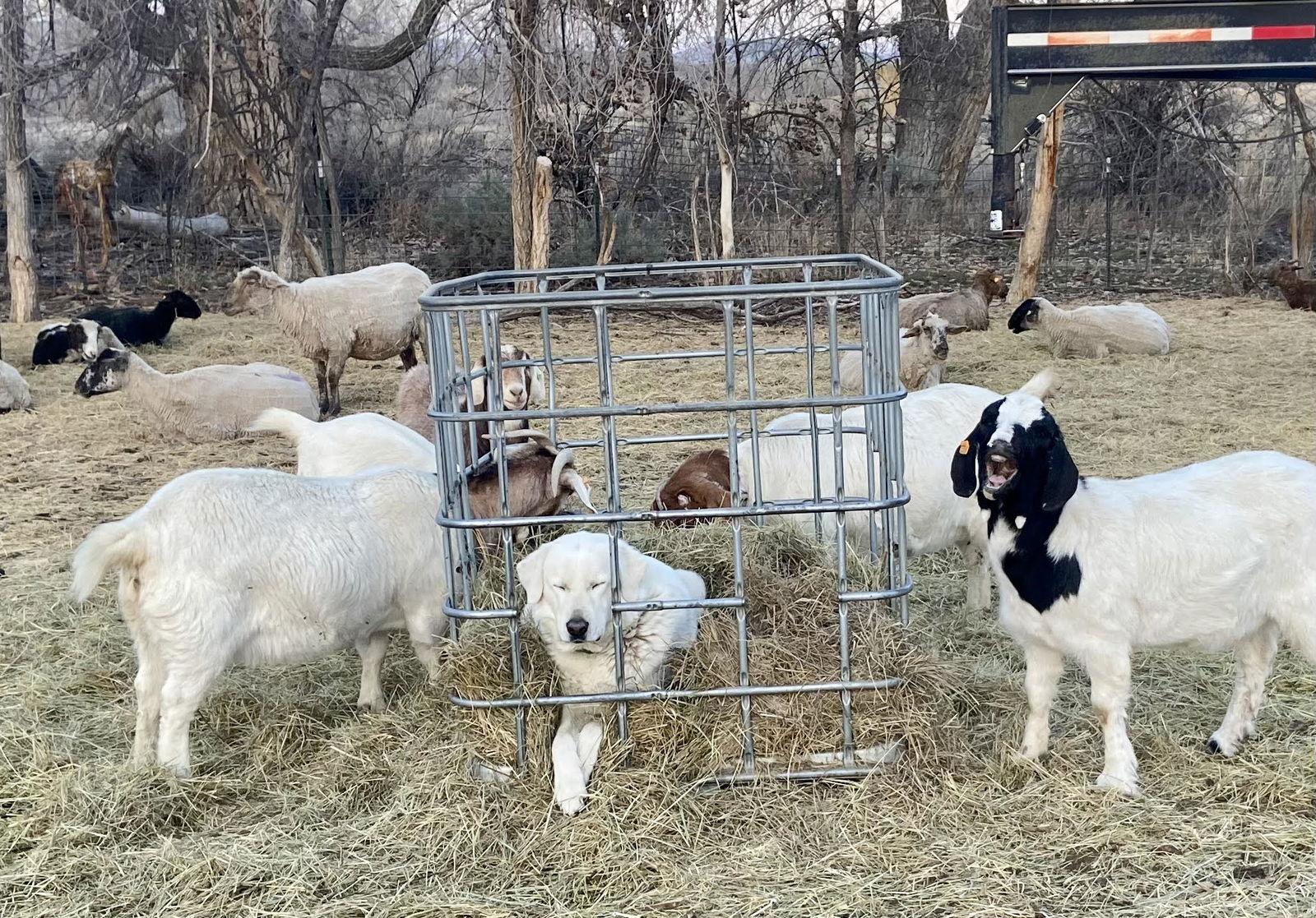 Enlarge Jessica, a Adoptable Akbash in Winter Park, CO image 1/3