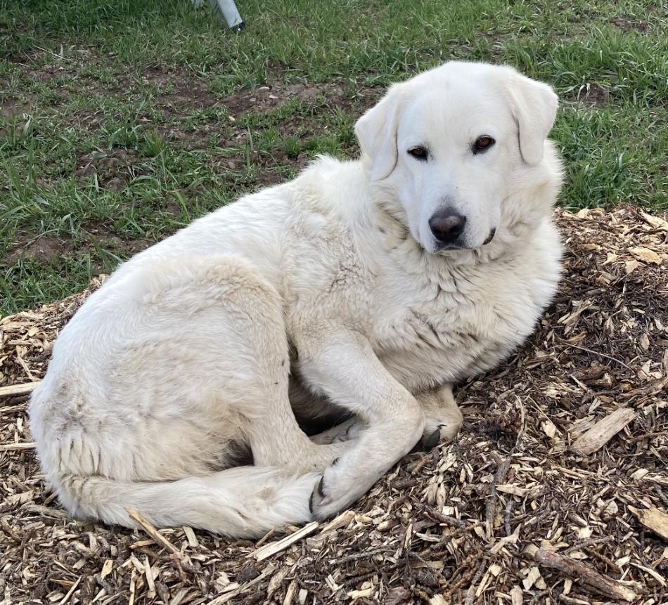 Enlarge Jessica, a Adoptable Akbash in Winter Park, CO image 2/3