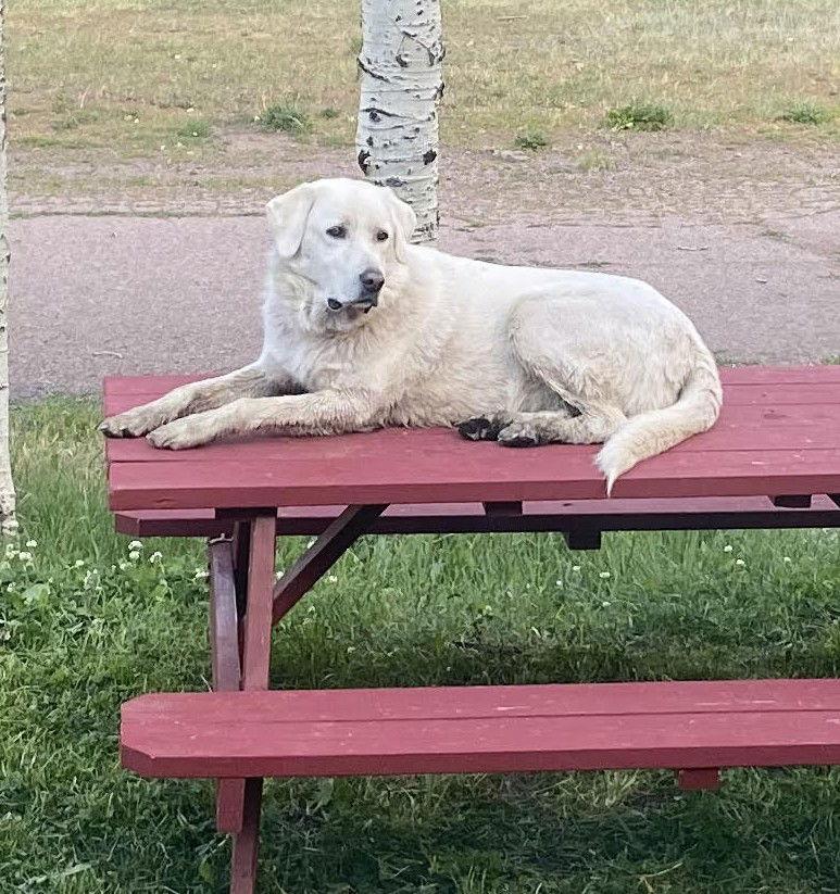 Enlarge Jessica, a Adoptable Akbash in Winter Park, CO image 3/3