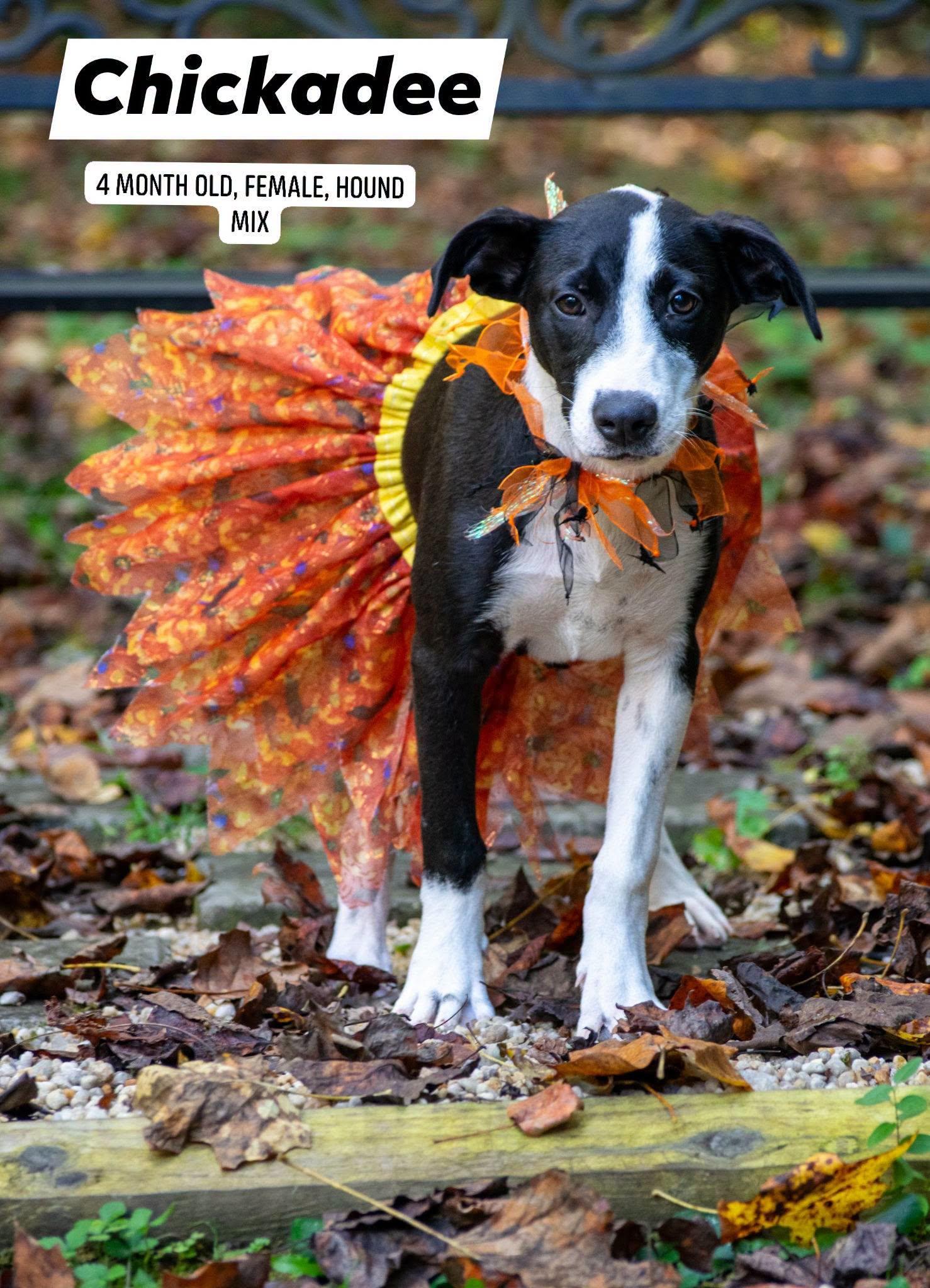 Enlarge Chickadee, a Adoptable Hound in Sevierville, TN image 1/4