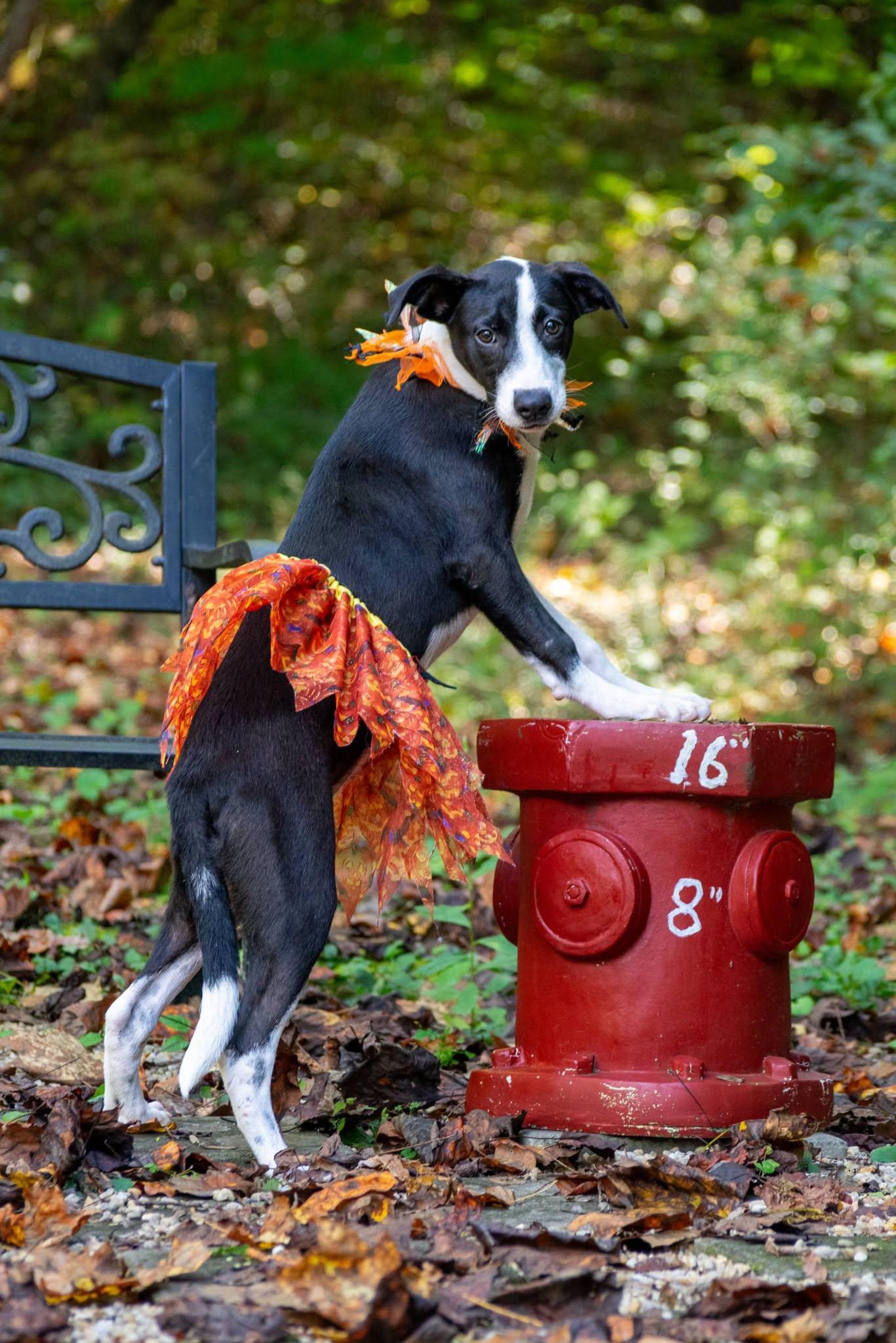 Enlarge Chickadee, a Adoptable Hound in Sevierville, TN image 3/4
