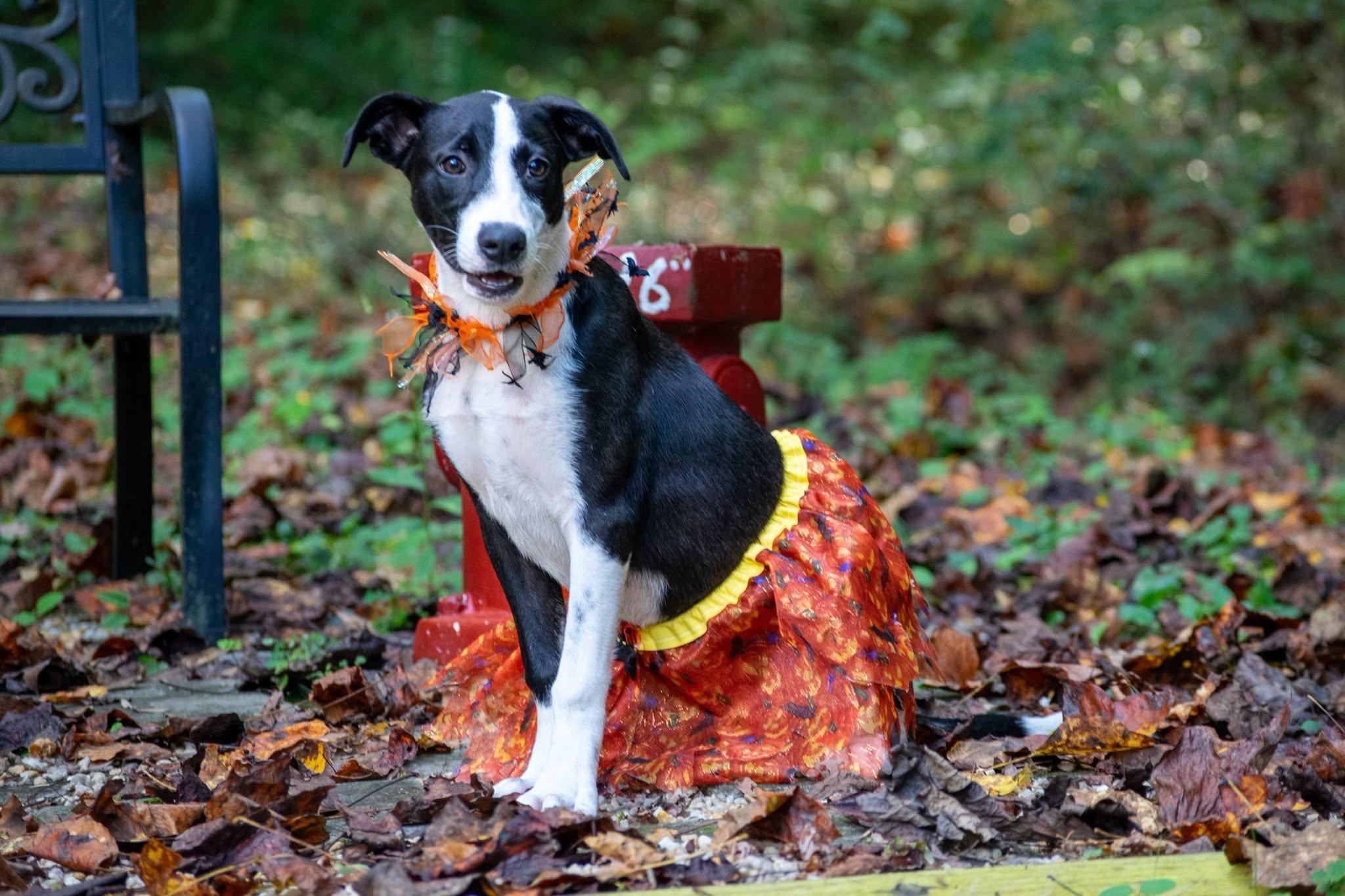 Enlarge Chickadee, a Adoptable Hound in Sevierville, TN image 4/4