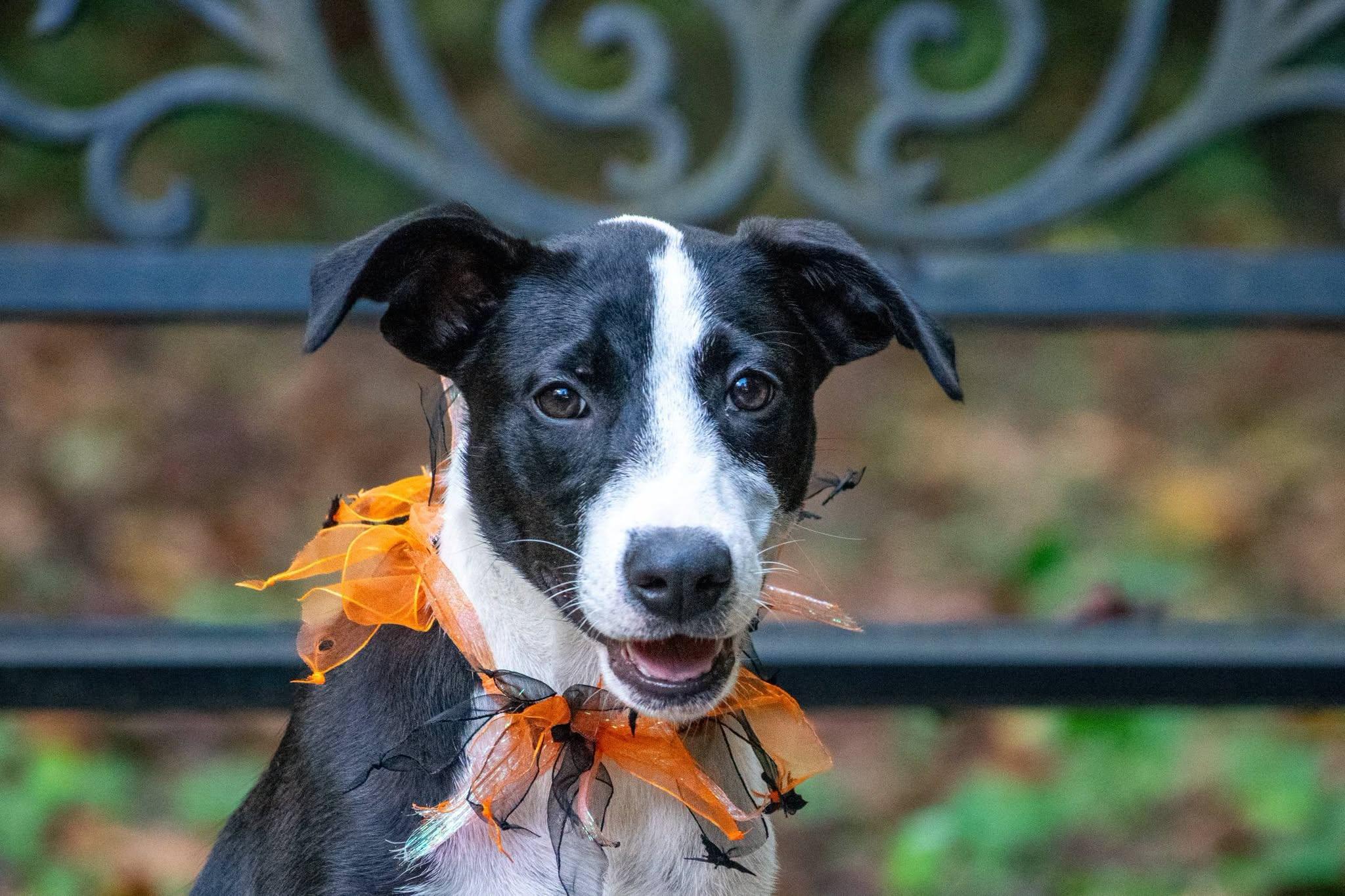 Enlarge Chickadee, a Adoptable Hound in Sevierville, TN image 2/4