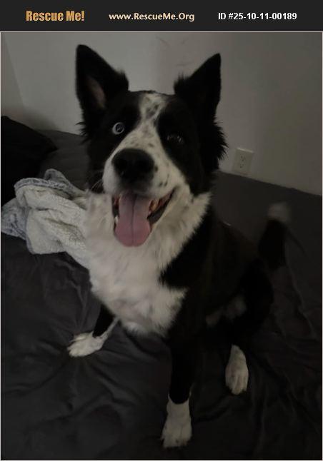 Enlarge Chino, a Adopted mixed breed in Coarsegold, CA image 1/1