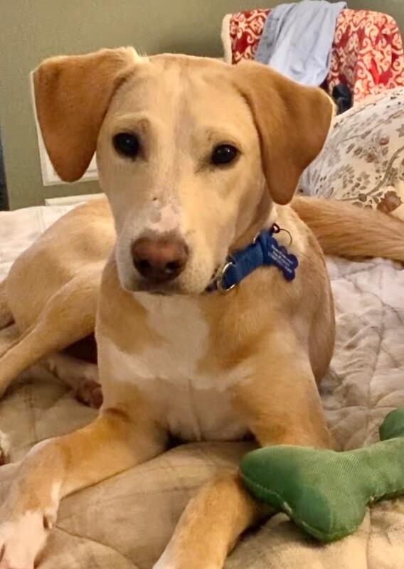 Enlarge Austin, a Adoptable mixed breed in Berkeley Heights, NJ image 1/6