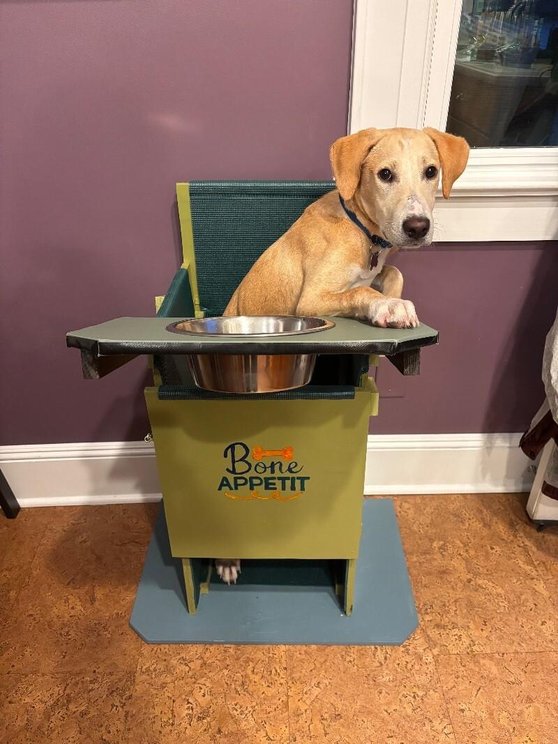 Austin, Adoptable, Young Male Labrador Retriever & Mixed Breed.