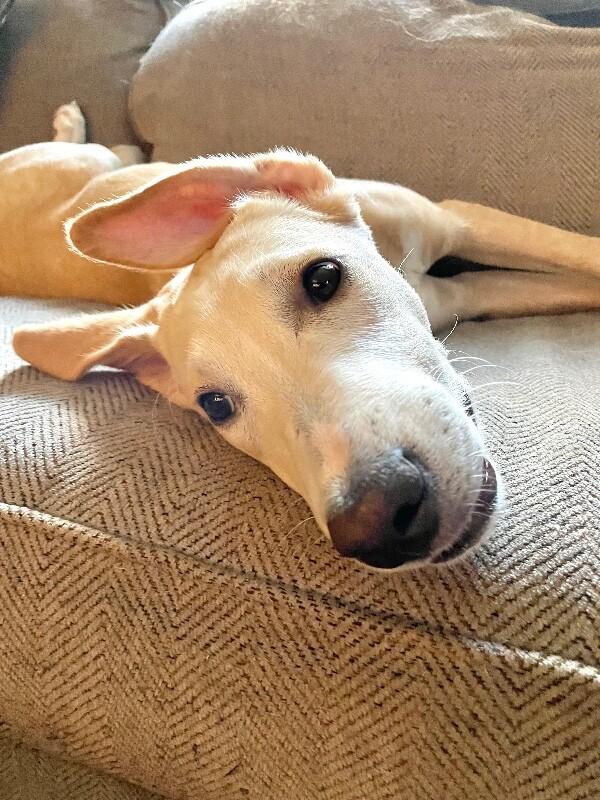 Enlarge Austin, a Adoptable mixed breed in Berkeley Heights, NJ image 2/6