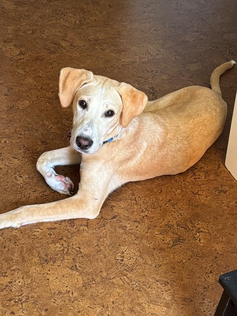 Austin, a Adoptable mixed breed in Berkeley Heights, NJ image 2/6