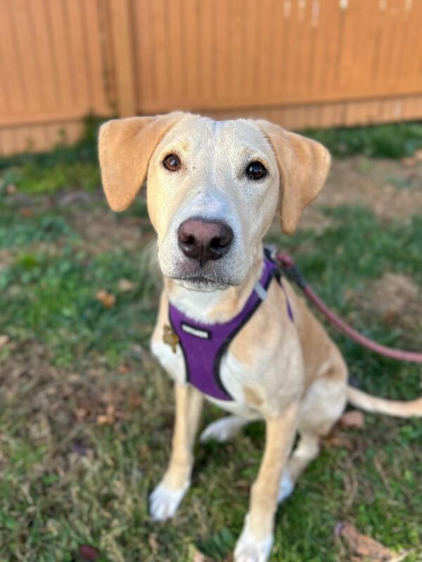 Austin, a Adoptable mixed breed in Berkeley Heights, NJ image 3/6