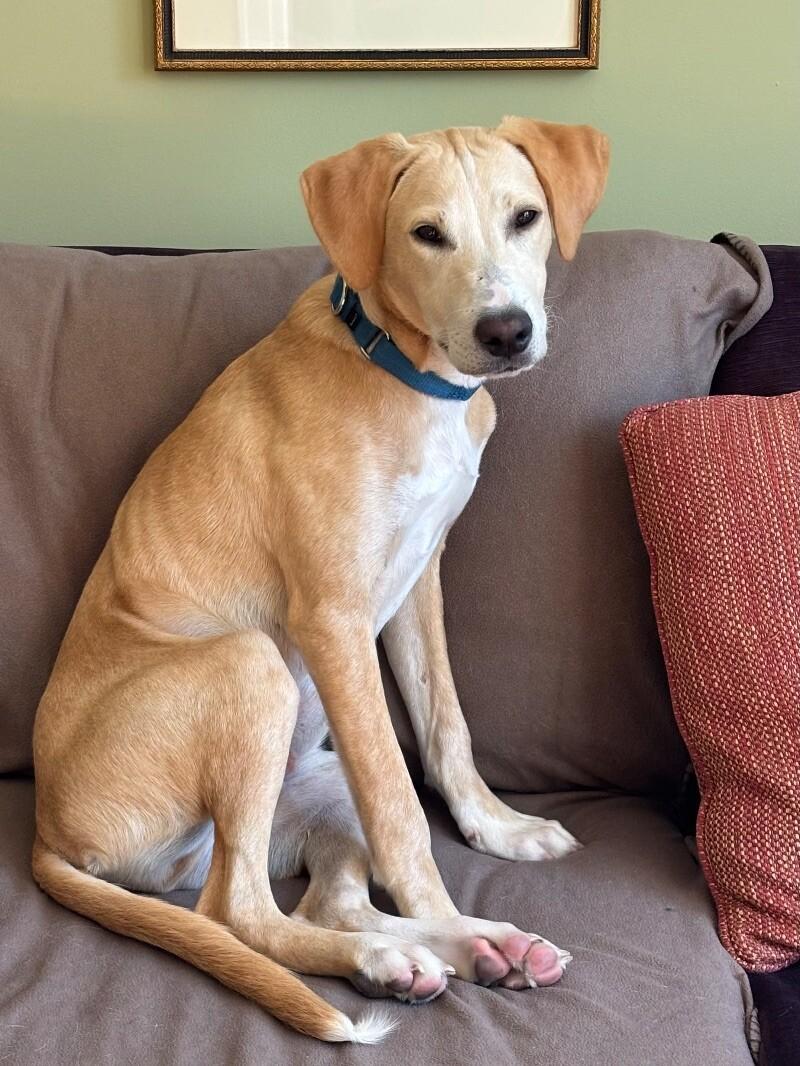 Austin, a Adoptable mixed breed in Berkeley Heights, NJ image 4/6