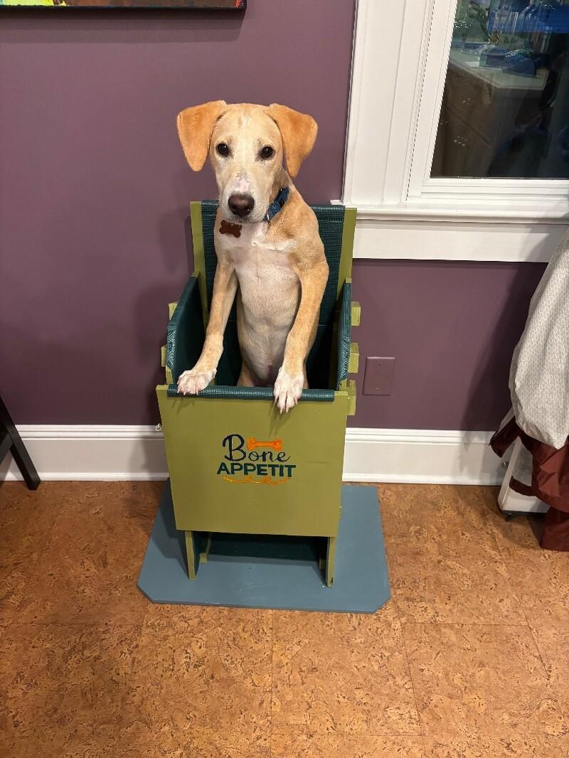 Austin, a Adoptable mixed breed in Berkeley Heights, NJ image 5/6