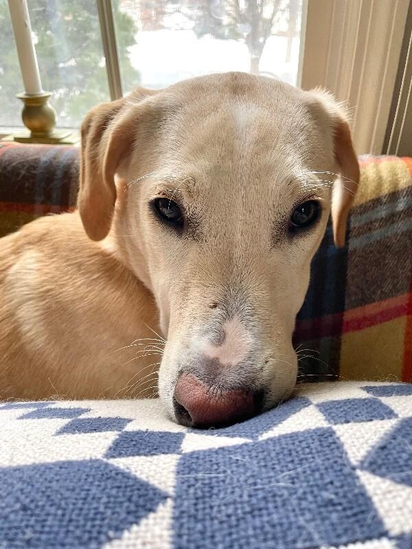 Enlarge Austin, a Adoptable mixed breed in Berkeley Heights, NJ image 5/6