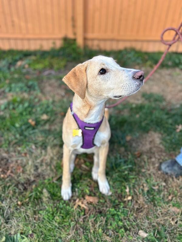 Austin, a Adoptable mixed breed in Berkeley Heights, NJ image 6/6