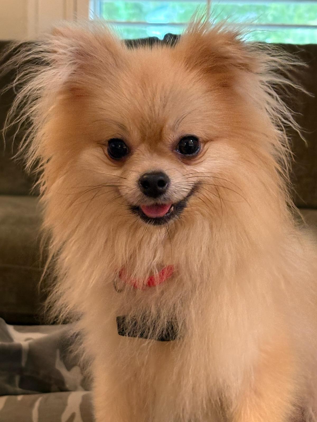 Tango, Adopted, Young Male Pomeranian & Chihuahua.