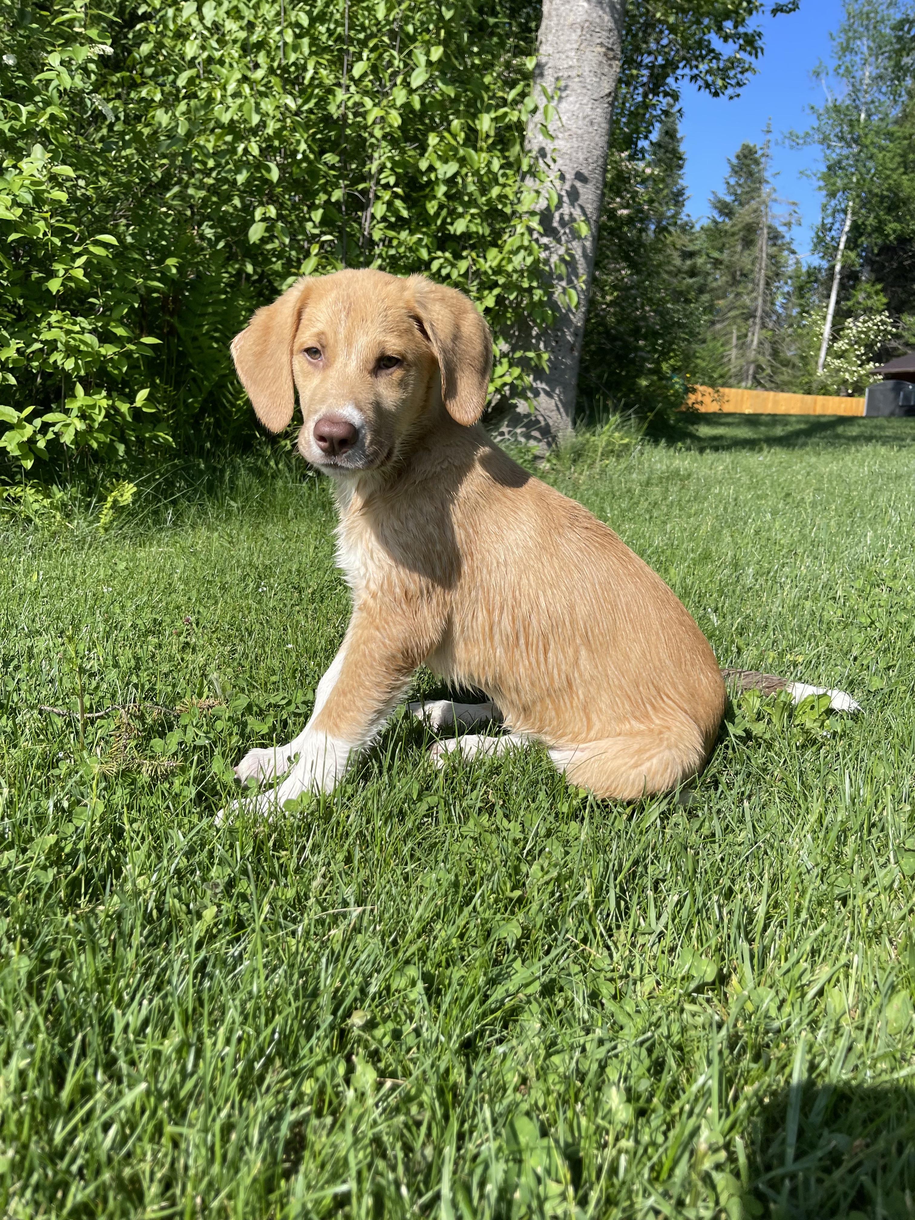 Tank, adopted, Young Male Labrador Retriever & Golden Retriever.