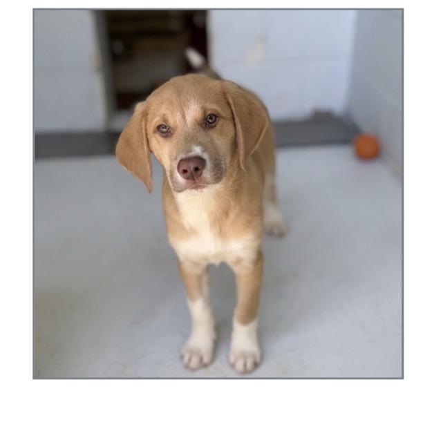 Enlarge Tank, a Adoptable mixed breed in Winter, WI image 1/1