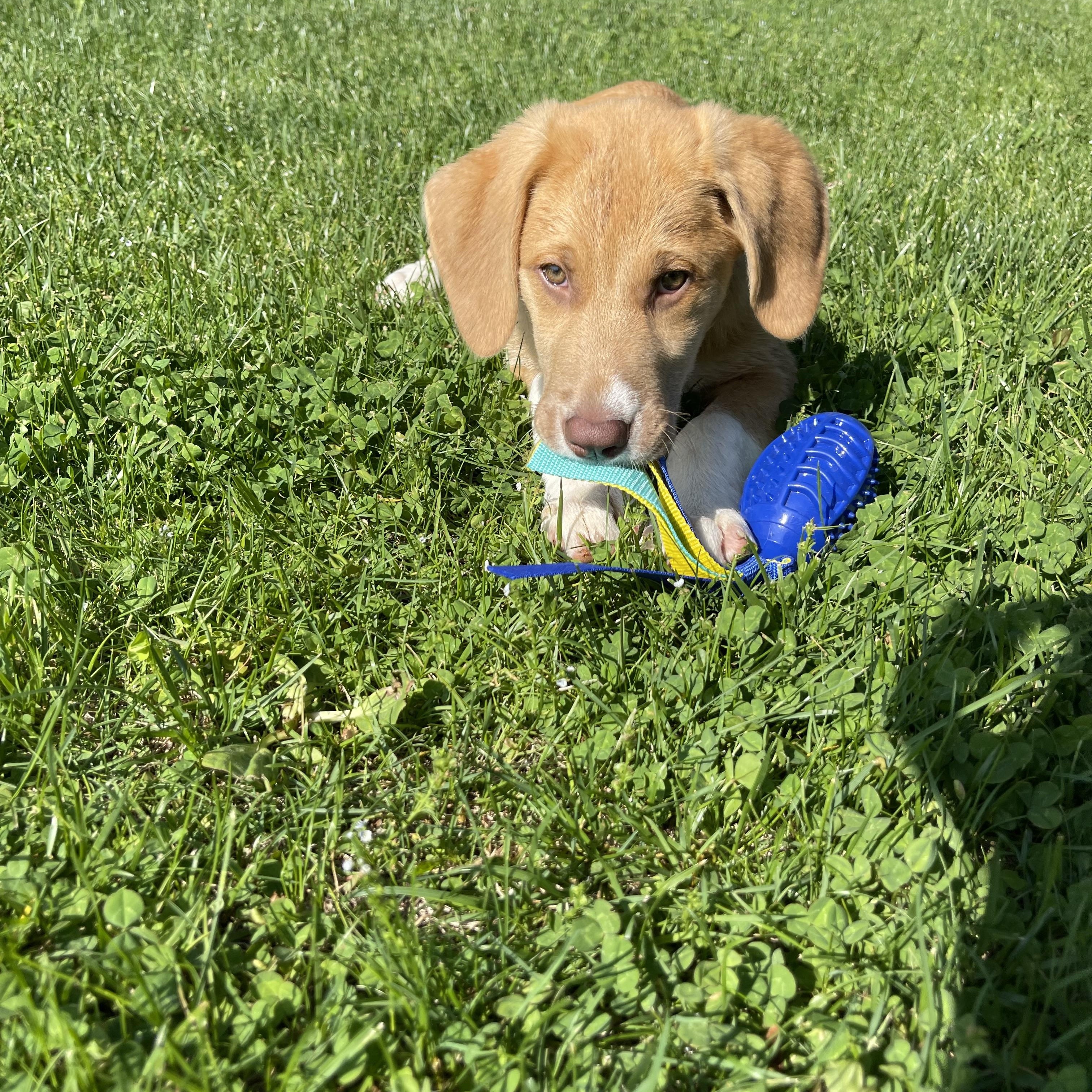 Tank, an adopted mixed breed in Winter, WI image 2/2