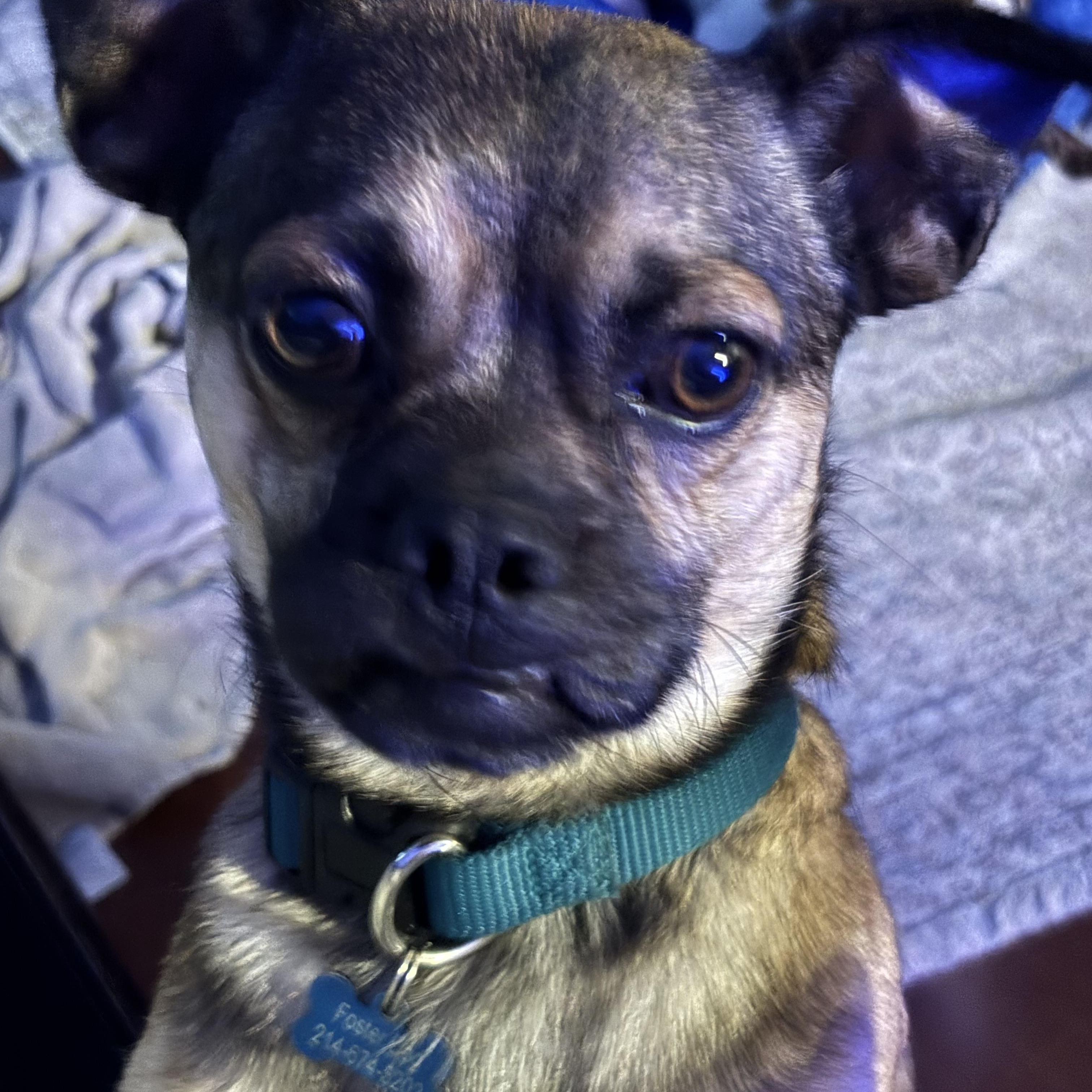 Nugget, a Adoptable mixed breed in Dallas, TX image 2/4