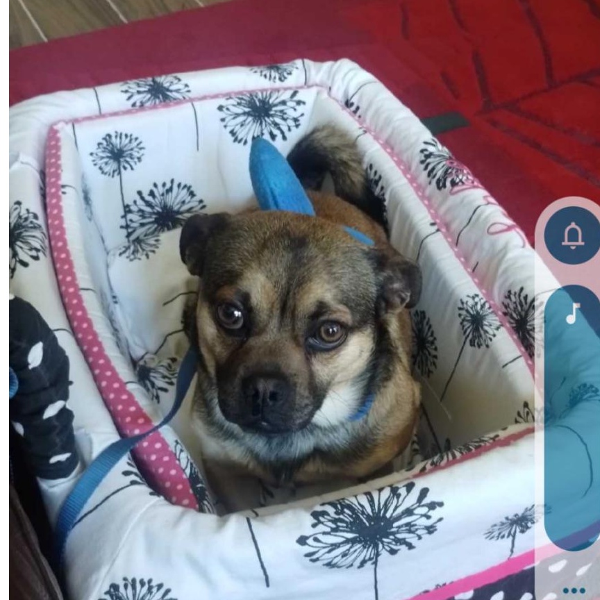 Nugget, Adoptable, Young Male Pug & Chihuahua.