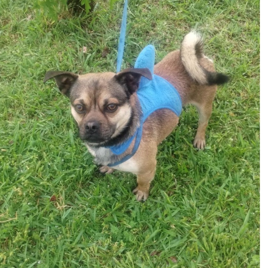 Nugget, a Adoptable mixed breed in Dallas, TX image 3/4