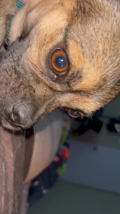 Enlarge Nugget, a Adoptable mixed breed in Dallas, TX video 4/4